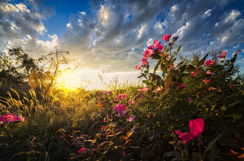 early-morning-light, 4K, cloudy, sky, pink-roses, nature, backyard, illustration, pink, tall-grass, flowers, sunrise