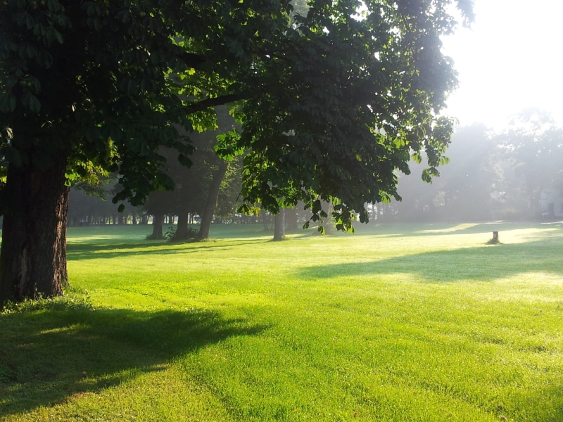 dawn, park - man made space, foggy, growth, shadow, land, beauty in nature, green color, tree, sunlight, 2K, nature, sunny, tranquil scene, golf course