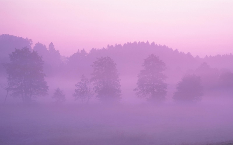 forest, nature, rain, 2K, morning, pink, early, landscape, fog