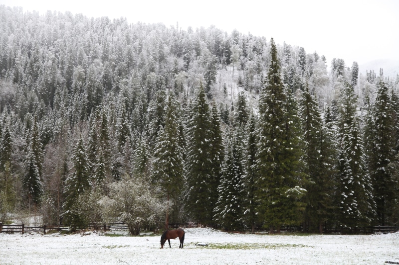 early, domestic animals, sad loneliness, animals in the wild, day, beauty in nature, horse on pasture, one animal, vertebrate, nature, herbivorous, tree