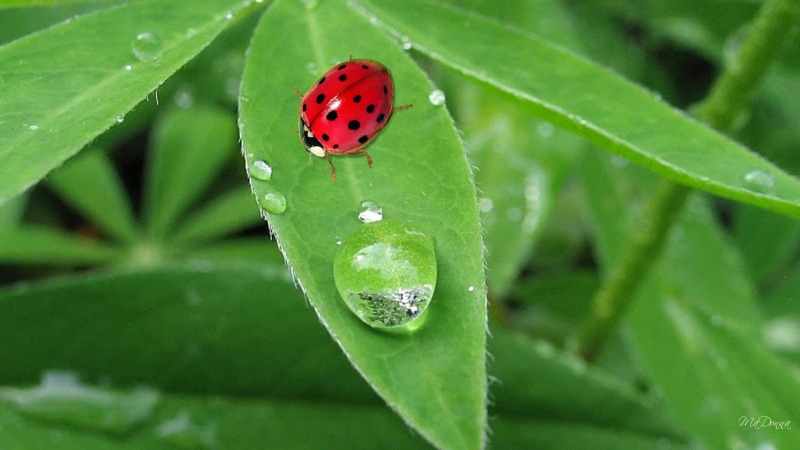 dew, early, ladybug, lady bug, 1080P, green, firefox persona, dew drops, morning, 3d and abstract, spring, leaves