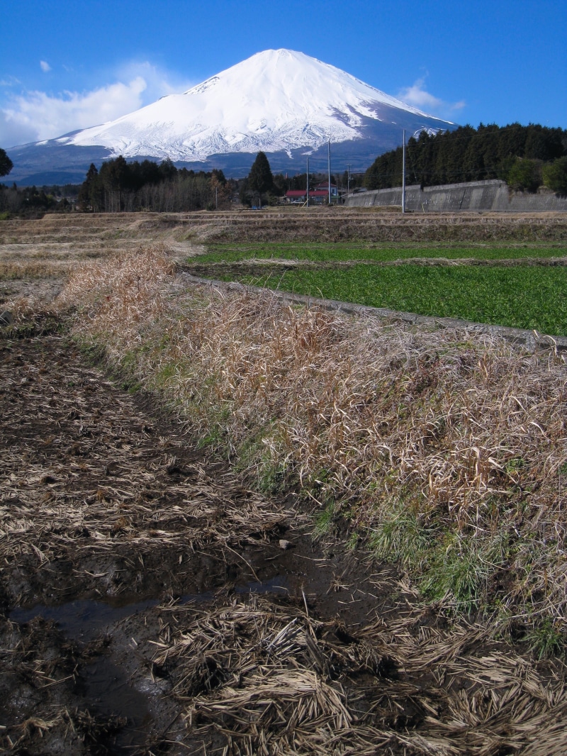 mountain peak, land, winter, landscape, snow, mountain, day, forest, blue sky, nature, gotemba, cloud, environment, growth, mt fuji, field, cloud - sky