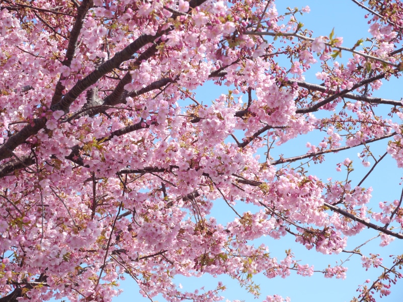4K, izu, cherry tree, nature, flowering plant, tree, blossom, sky, beauty in nature, cherry blossom, pink, outdoors, growth, vulnerability, blue sky, flower