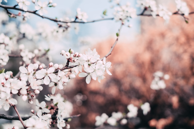 outdoors, nature, season, pink color, garden, petals, cherry blossom, branch, springtime, bud, blooming, freshness, blossom, no people, beauty in nature