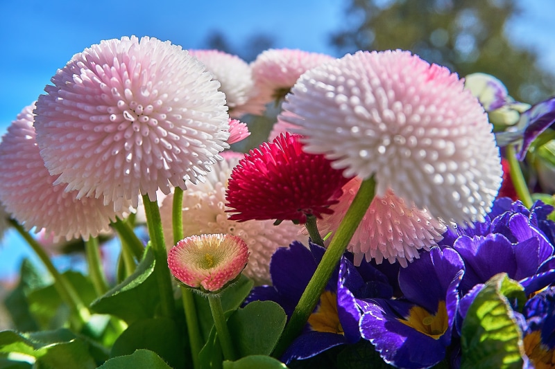 frühlingsanfang, daisy, bellis philosophy, leaf, white, petaled, season, green, flower, plant part, flowering plant, softness, bloom, frisch, beauty in nature