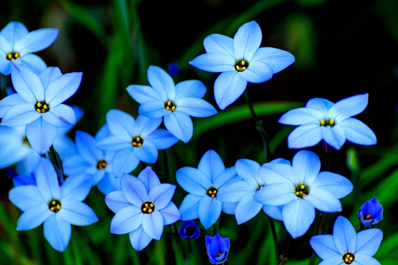 March, flower Head, Nature, Macro, F/4, Aoba, Flower, Outdoor, Nikon  D7000, 4K, summer, blue, petal, SP 70, flowers, springtime, petaled, Plant, VC, Kanagawa