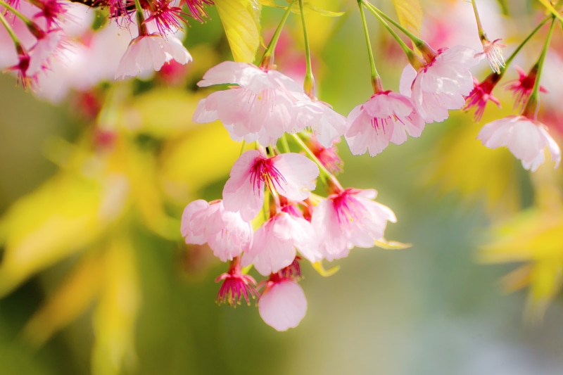 branch, VC, CLUB, Pink, Nature, TAMRON, Tree, Yokohama, Model, Outdoor, Plant, F/4, USD, outdoors, Nikon  D7000, Honeybee, Flower, Bokeh, leaf, Cherry Blossoms