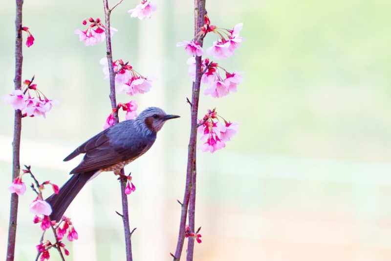 bulbul, Brown-eared Bulbul, F/4, beak, Plant, small, SP 70, Cherry Blossom, Flower, Animal, TAMRON, grey, nature, Bokeh, VC, Bird, 1080P, Model, Di, CLUB