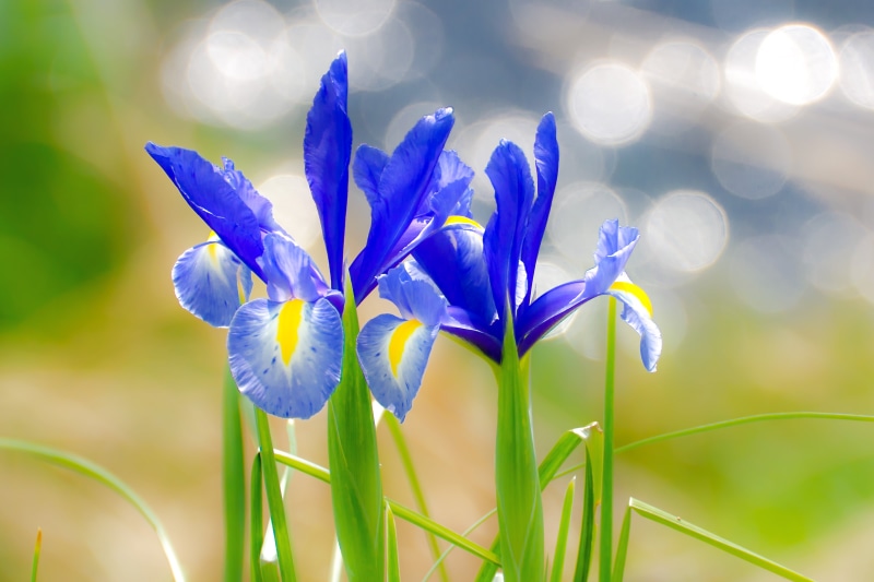 petal, Flower, USD, Macro, VC, Kakitsubata, iris, Outdoor, F/4, Iris laevigata, Bokeh, March, Kanagawa, TAMRON, 4K, japanese, CLUB, SP 70, Plant, Japanese Iris