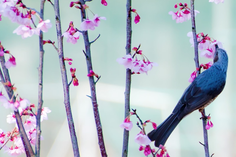 stem, perched, nature, TAMRON, Nikon  D7000, brown, bulbul, CLUB, Flower, floral, Cherry Blossoms, eared, SP 70, USD, Tree, F/4, Bokeh, Brown-eared Bulbul