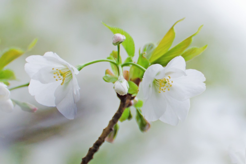 USD, 1080P, White, Flower, CLUB, Aoba, Outdoor, Oshima Cherry, selective, Nikon  D7000, Bokeh, petaled, two, flowers, Cherry Blossoms, Macro, photography