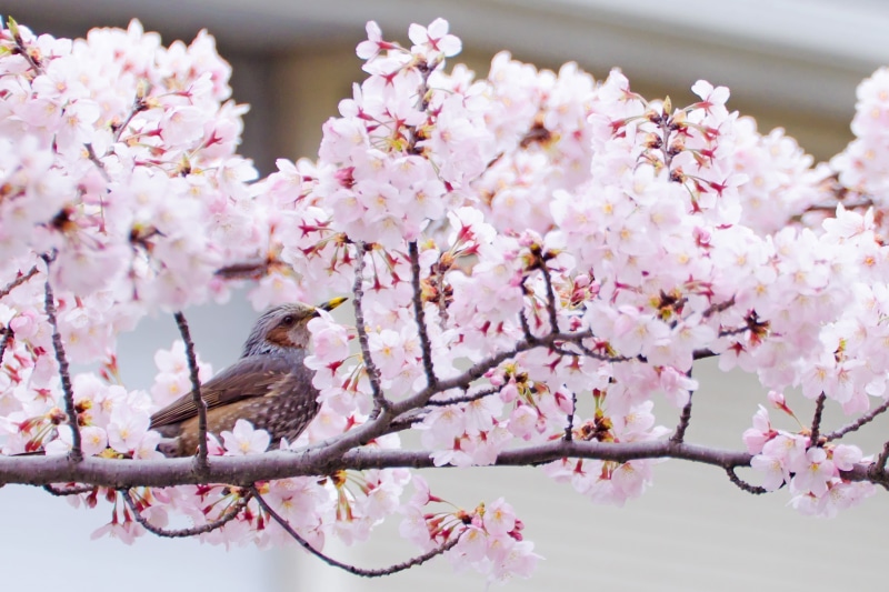 photo, F/4, Japan, Tree, petal, pink Color, Cherry Blossoms, gray, Nikon  D7000, USD, Brown-eared Bulbul, white, CLUB, Nature  Park, Di, Yokohama, flower Head