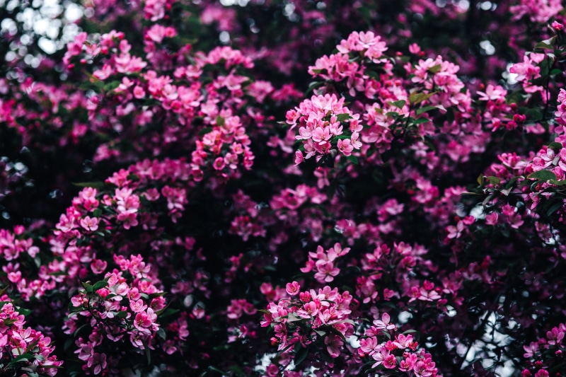 outdoors, 5K, vulnerability, springtime, tree, pink Color, petal, spring, branches, flowerbed, no people, blooming, gardening, close-up, focus on foreground