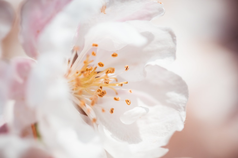 purity, Close Up, water, close, may, backgrounds, cherry blossom, room for text, softness, botany, stamen, Wonderful, white color, freshness, flowering plant