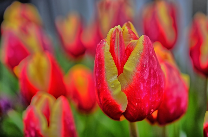Tulip, Color  Red, nature, March, Oregon, focus, Macro, pink Color, Outdoors, Flower, Bright, Drops, Willamette Valley, Scenic, selective, overcast, Plant