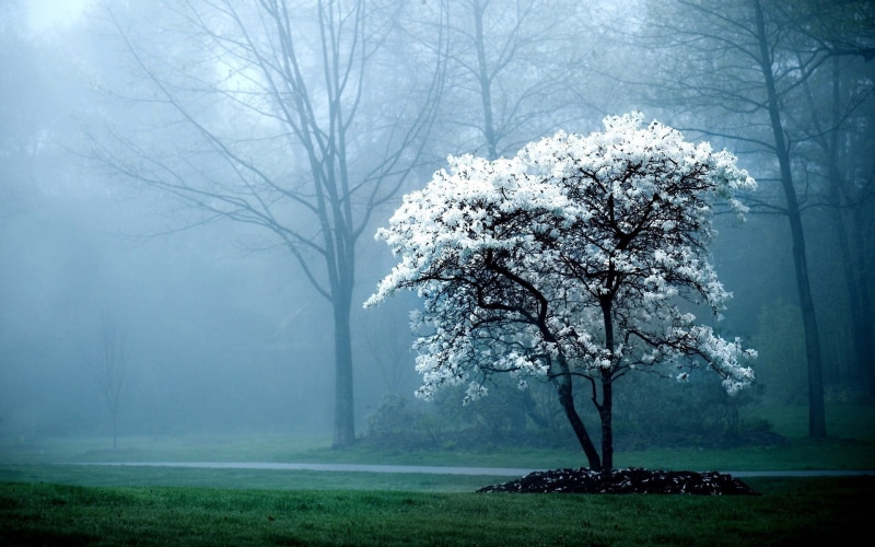 tree, petaled, blossom, 1080P, mist, cherry, hd, flower, nature, yellow, plant