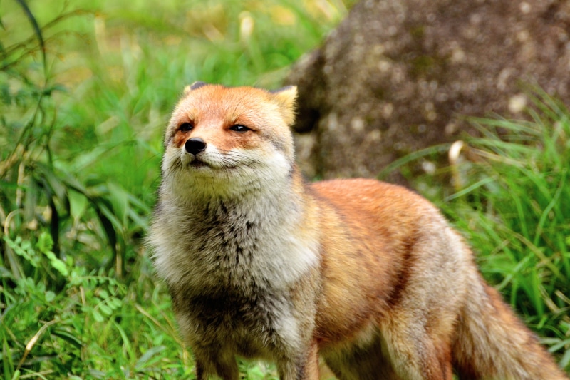 grass, Mammal, photography, shallow focus, nature, Zoological Gardens, Japanese Red Fox, animals In The Wild, Wild Animal, Photograph, Fox  Photo, shallow
