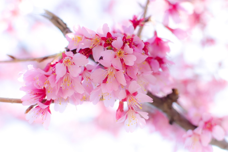 Nikon  D7000, Nogeyama, shallow focus, Plant, Bokeh, Nikon AF, focus, zakura, Spring, petal, Kanagawa, pink Color, March, nature, Kawazu, Outdoor, season