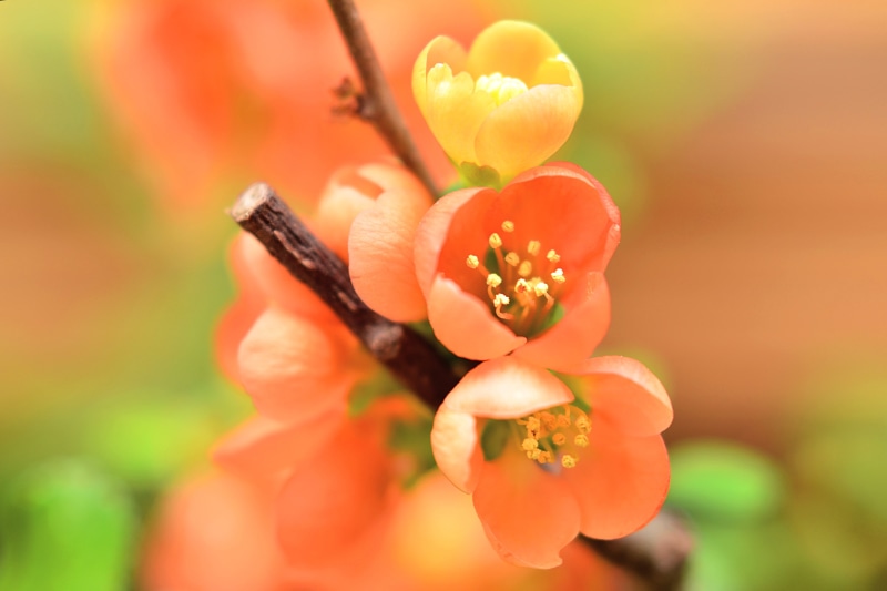 f / 1, Amygdaloideae, Yokohama, Dull, NIKKOR, Color  Orange, Cho, Aoba Ward, blooming, ボケ, F/1, Kanagawa, JAPAN, Bokeh, quince, daytime, MC, Sweet  Lovely