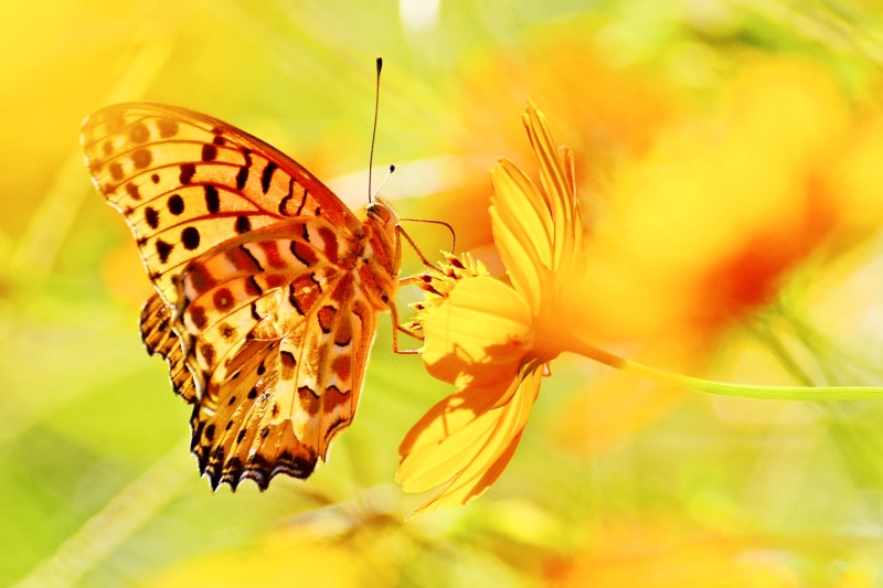 Asteraceae, USD, Di, Animal, VC, fritillary, Sulfur, Pretty  Sweet, Nikon  D5100, Sulphur Cosmos, Shot, Indian Fritillary, Clear, Butterfly, Picture, Nature