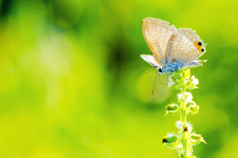 Lycaenid, CLUB, Yokohama, SP 70, close-up photography, Japan, Di, white, photography, close-up, Nature, Plant, USD, Butterfly, beauty In Nature, summer