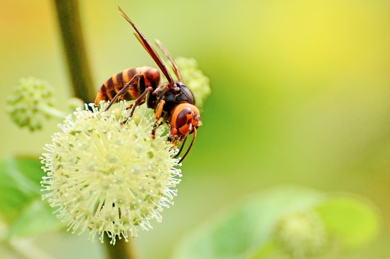 Nature, Bug, Aralia cordata, Yokohama, Nikon  D5100, Picture, Asparagus, Animal, focus, Aoba Ward, Sweet  Lovely, honey, Vespinae, Vespidae, Photograph