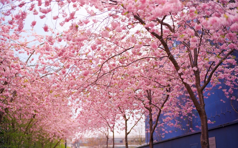 nature, cherry, pink, tree, blossom, 1080P, flowers, hd
