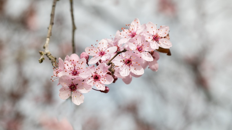 daytine, du, focus, blossom, season, Prunus, flower, japan, Japon, flowers, tree, beauty In Nature, shallow focus, nature, springtime, plant, cherry Blossom