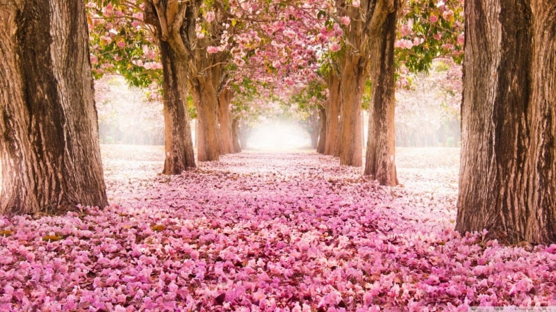 springtime, park, trunk, park - man made space, tree, tranquil scene, flowering plant, pink, plant, the way forward, flowers, tree trunk, pink color, treelined