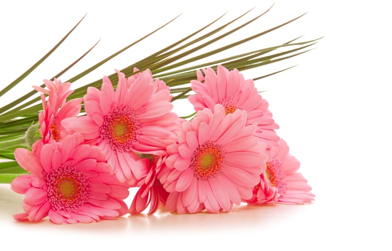 inflorescence, plant, petal, flower, no people, studio shot, indoors, flower Head, flowers, botany, pink, nature, plant part, growth, springtime, romance