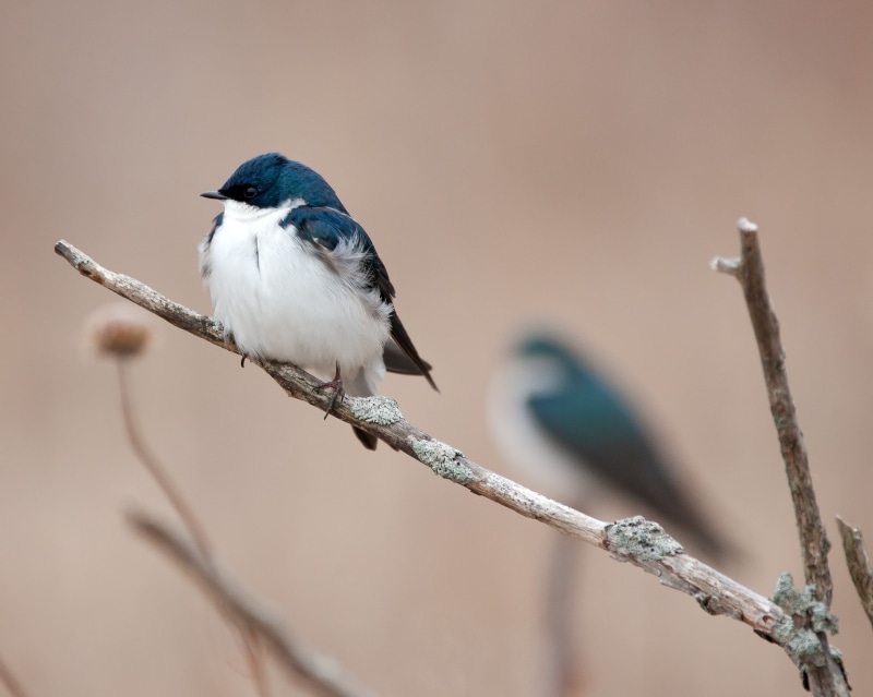 tree, blue bird, madison, 2K, nature, animal, II, wildlife, swallows, daytime, III, blue, 0x, close, F2, tree branch, tree  swallows, photo, branch, Canon EF