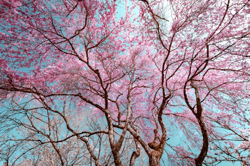 cherry blossom, rose, low angle view, tranquility, outdoors, pink color, flowering plant, blossom, pink, tree, sky, sunny, tree canopy, aubonne, sakura