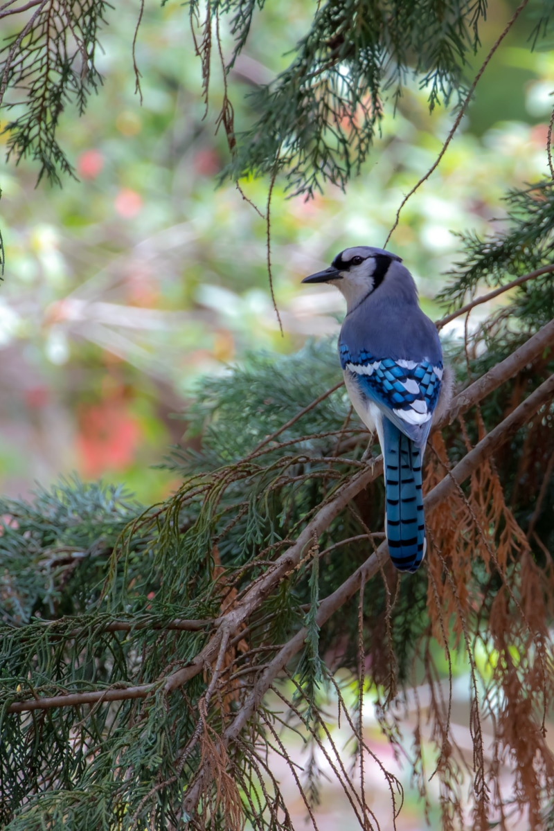jay, united states, fir, outdoors, branch, bee eater, invertebrate, bluebird, dallas, blue jay, forest, animals in the wild, plant, arachnid, animal wildlife