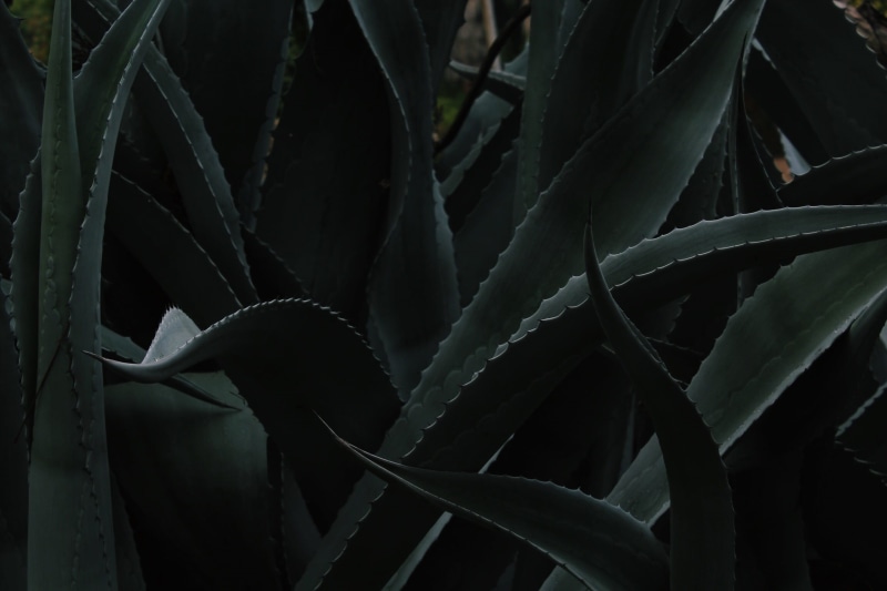 sharp, aloe, photography, leaf, dark, aloe vera plant, closeup, outdoors, arboretum, full frame, vera, plant part, beauty in nature, shallow, growth, focus