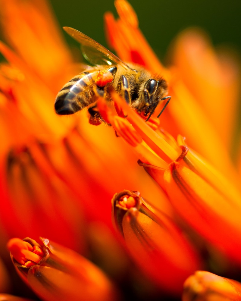 macro, nectar, VR, pollination, 105mm, Honey Bee, Apoidea, california, Arboretum of Los Angeles, yellow, Nikon, 8G, flower, garden, pollinator, aloe, flower  flower