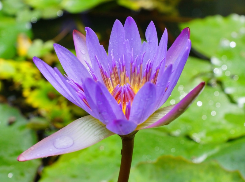 flowering plant, waterlily, maui, vulnerability, America, mauii, freshness, purple, Creative, water, eden, februar, Flowers, Sony, petal, garden, fragility