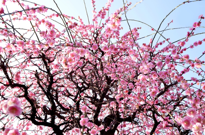 trees, bill, low angle view, selective focus, white plum blossoms, beauty, delicate, winter, flower, tokyo, freshness, 4K, petal, day, garden, red plum