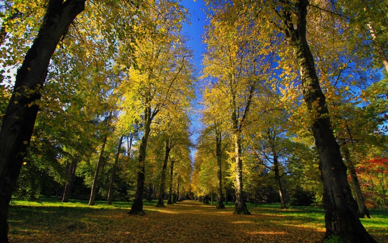 Alley, Autumn, Arboretum, Sunshine, Road, Park, 1080P