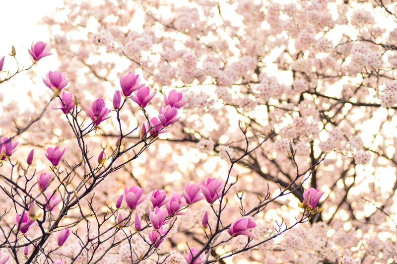 blossom, beauty in nature, petal, close-up, day, arboretum, fragility, nature, flower head, no people, freshness, cherry tree, flowering plant, cherry