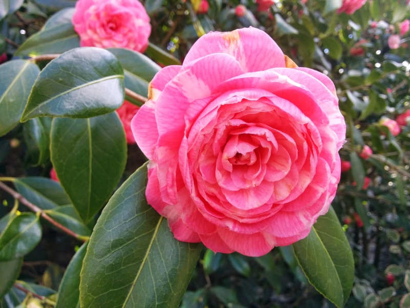 angers, growth, plant part, petal, flowering plant, leaves, arboretum, no people, vulnerability, freshness, focus on foreground, rhododendron, nature, beauty in nature