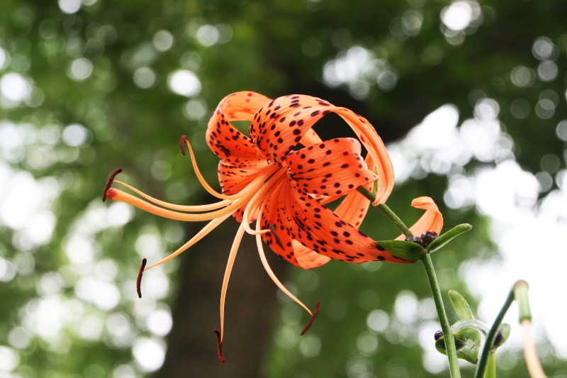 focus on foreground, 4K, pollen, jeonju arboretum, lily, insect, animal wing, petal, nature, animal themes, invertebrate, tiger lily, flower head, pollination