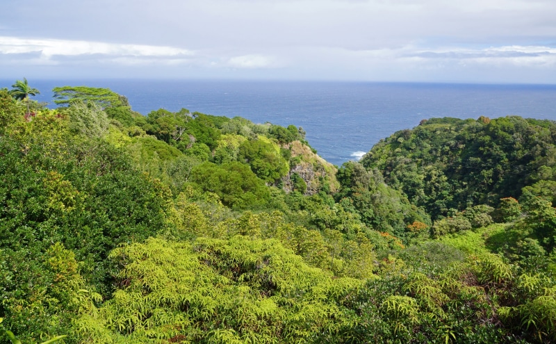 Hana, commons, horizon over water, Hawaii, scenics - nature, arboretum, Alpha, Islands, plant, lagoon, no people, bay, beauty in nature, Picture, growth