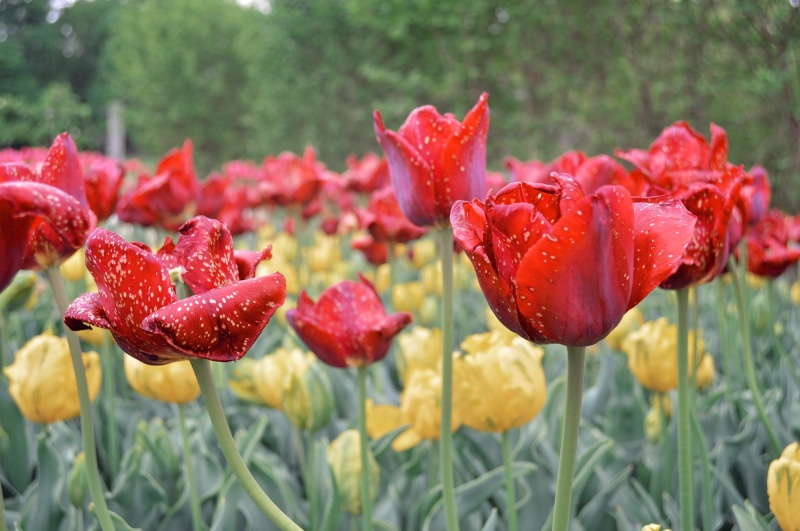 land, focus on foreground, arboretum, field, day, tulip, beauty in nature, fragility, plant, the arboretum at penn state, growth, petal, spring, flowering plant