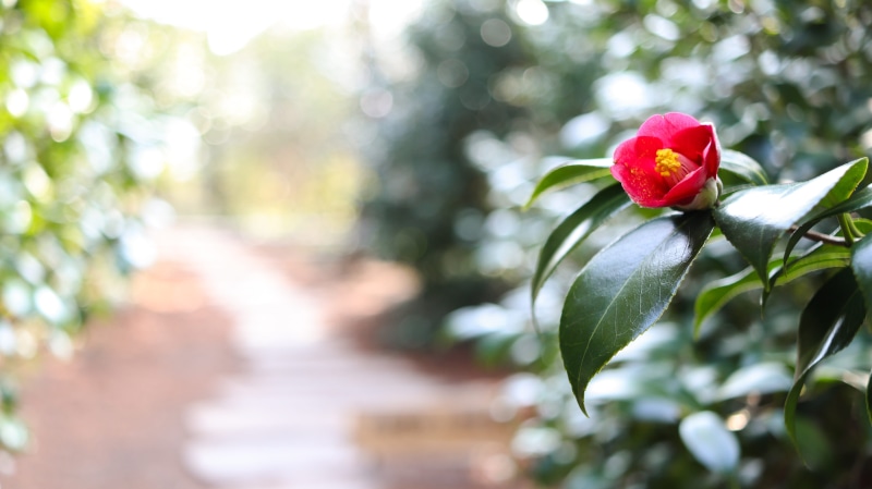 camellia festival, green color, growth, camellia flower, selective focus, flower head, flowering plant, arboretum, tree, close-up, nature, road, fragility