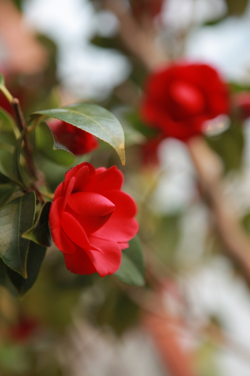 arboretum, red, garden, freshness, plants, day, rose - flower, focus on foreground, flowering, red petals, flower, spring, camellia flower, no people, noel online gift shop