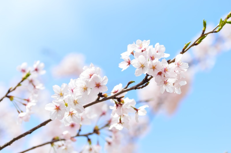4K, twig, no people, daytime, arboretum, plant, flower, blossoms, springtime, flowering plant, softness, bloom, beauty in nature, cherry tree, outdoors