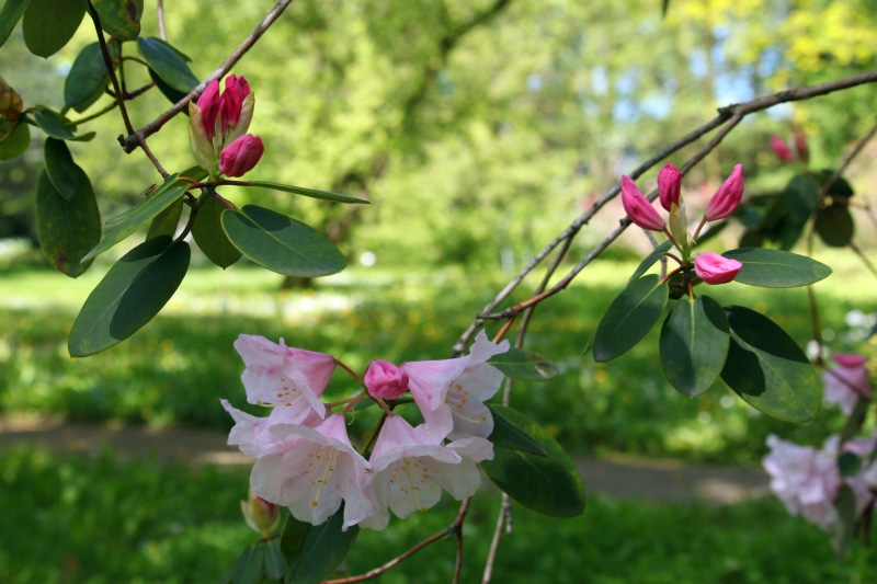 mood, bloom, rhododendron, flowering plant, day, spring, romantic, no people, beauty in nature, petal, trees, inflorescence, meadow, pink, flower head