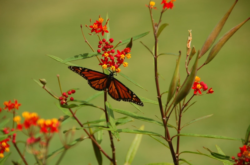 beauty In Nature, butter, black butter, flower, insect, pumpkin, nectar, Dallas Arboretum, red, yellow, animal, zipping, Dallas  Arboretum, nature, multi Colored