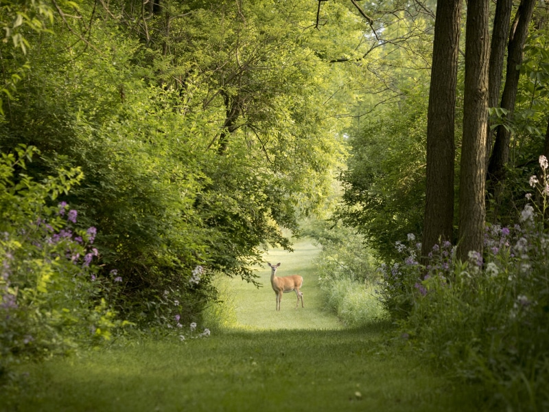 united states, mammal, 2K, domestic animals, nature, walk, vertebrate, growth, land, forest, domestic, antelope, animal, impala, burton, for-mar nature preserve and arboretum