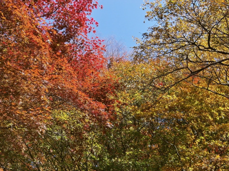 tranquil scene, land, branch, 1080P, beauty in nature, woods, woodland, autumnal leaves, growth, tree canopy, nature, idyllic, orange color, tree, scenics - nature